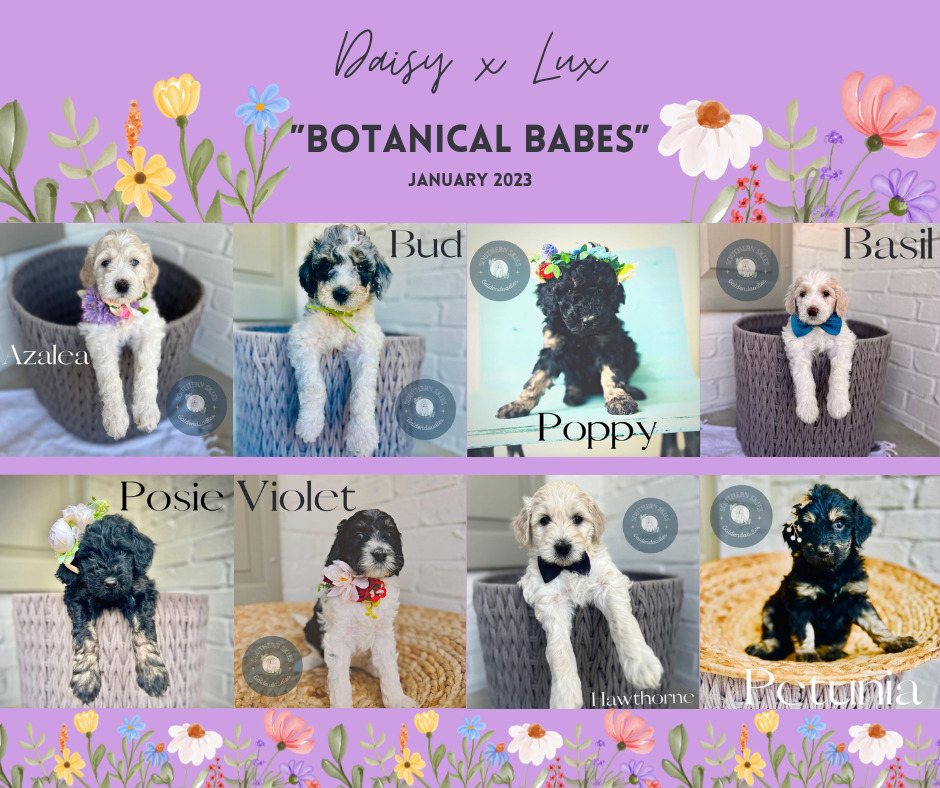 10-January-2023-license-confirmed Goldendoodle puppies from Daisy and Lux's 'Botanical Babes' litter, January 2023.