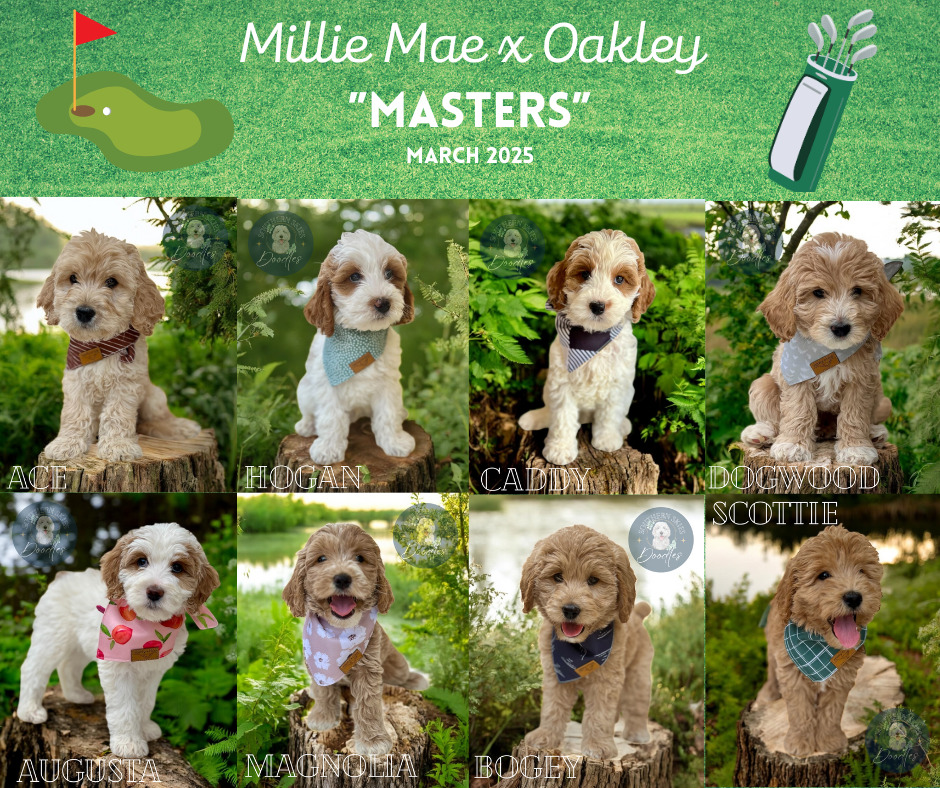 12-March-2025-license-confirmed Goldendoodle puppies from Millie Mae and Oakley's 'Masters' litter, March 2025.