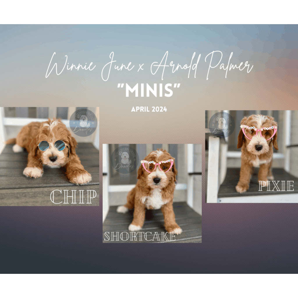 Goldendoodle puppies from Winnie June and Arnold Palmer's 'Minis' litter, April 2024.