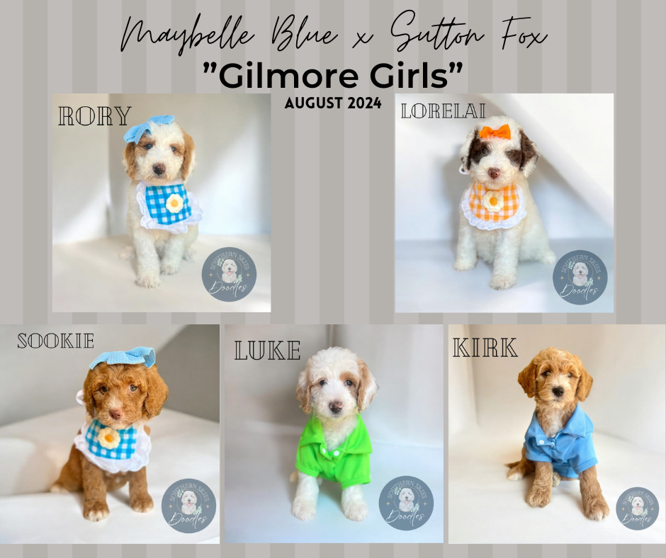 14-August-2024-license-confirmed Goldendoodle puppies from Maybelle Blue and Sutton Fox's 'Gilmore Girls' litter, August 2024.