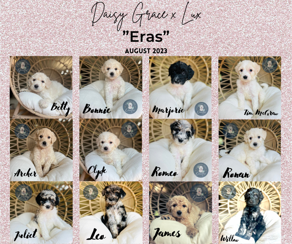 15-August-2023-license-confirmed Goldendoodle puppies from Daisy Grace and Lux's 'Eras' litter, August 2023.