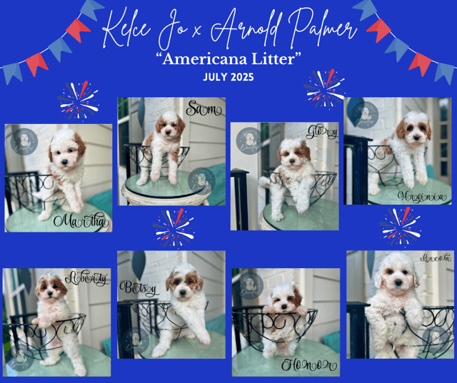 Goldendoodle puppies from Kelce Jo- and Arnold Palmer' 'Americana Litter', July 2025.