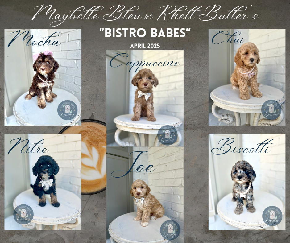 3-April-2025-license-confirmed Goldendoodle puppies from Maybelle Blue and Rhett Butler's 'Bistro Babes' litter, April 2025.