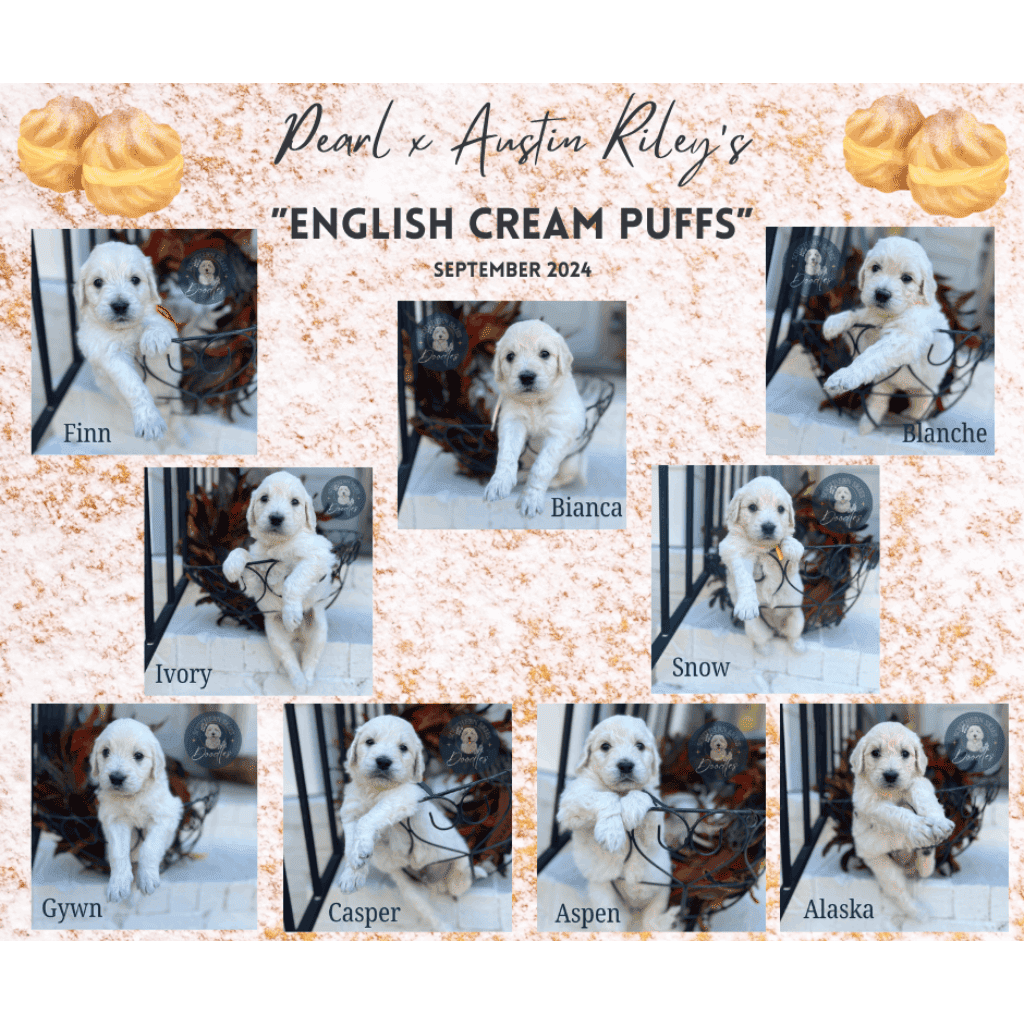 Goldendoodle puppies from Pearl and Austin Riley's 'English Cream Puffs' litter, September 2024.