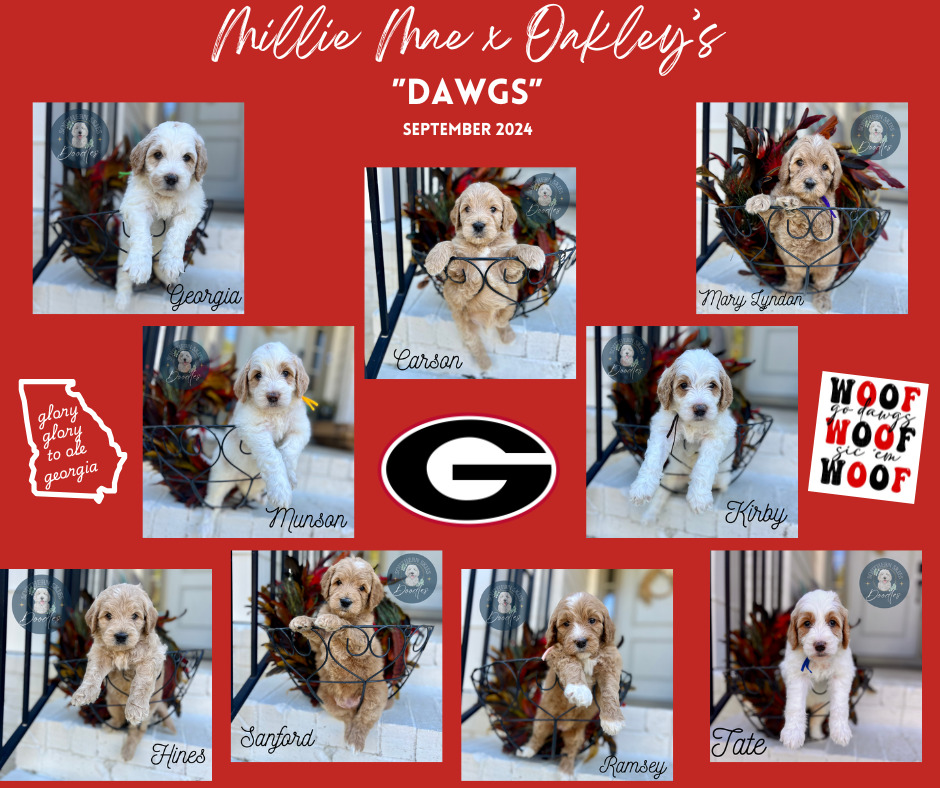 7-September-2024-license-confirmed Goldendoodle puppies from Millie Mae and Oakley's 'Dawgs' litter, September 2024.