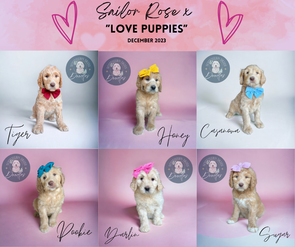 8-December-2023-license-confirmed Goldendoodle puppies from Sailor Rose's 'Love Puppies' litter, December 2023.