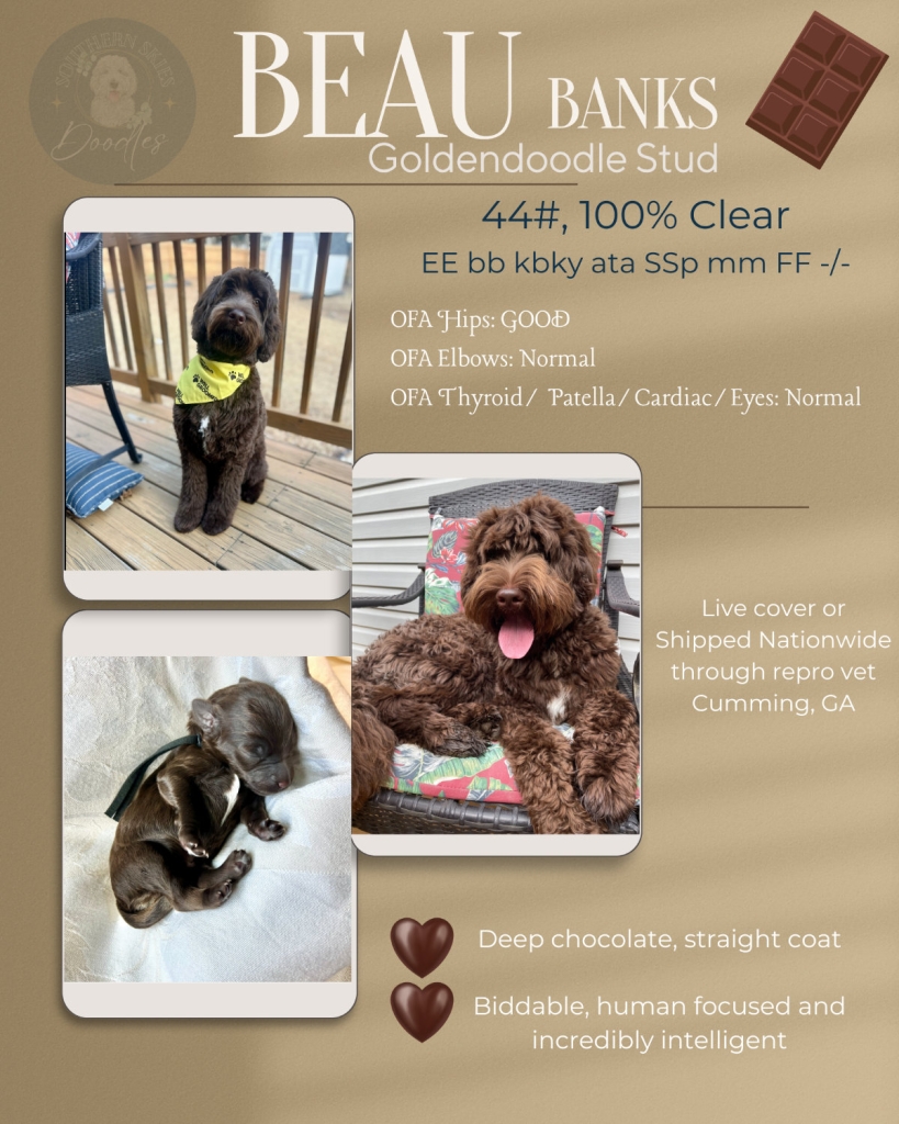 Beau Banks flyer