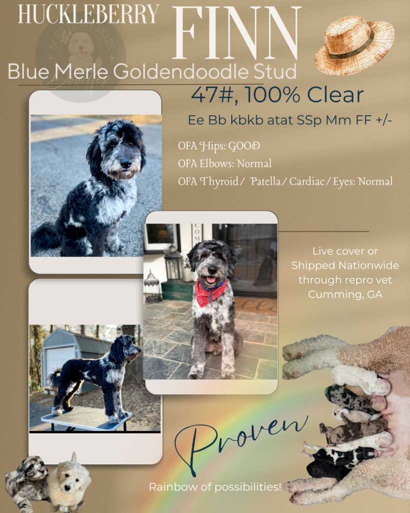 Huckleberry Finn flyer