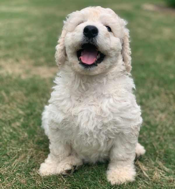 Goldendoodle from Southern Skies Doodles sitting on the grass.