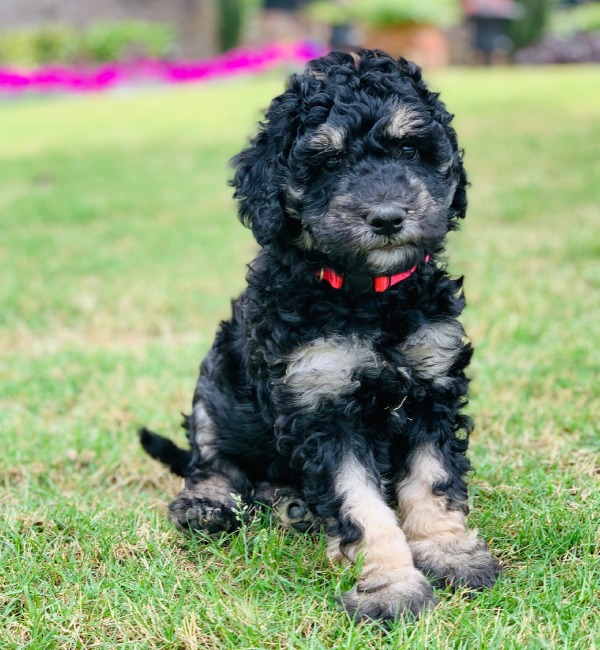 Goldendoodle from Southern Skies Doodles sitting on the grass.