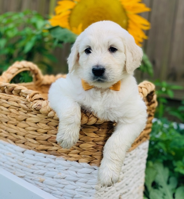 Goldendoodle from Southern Skies Doodles sitting in a basket.
