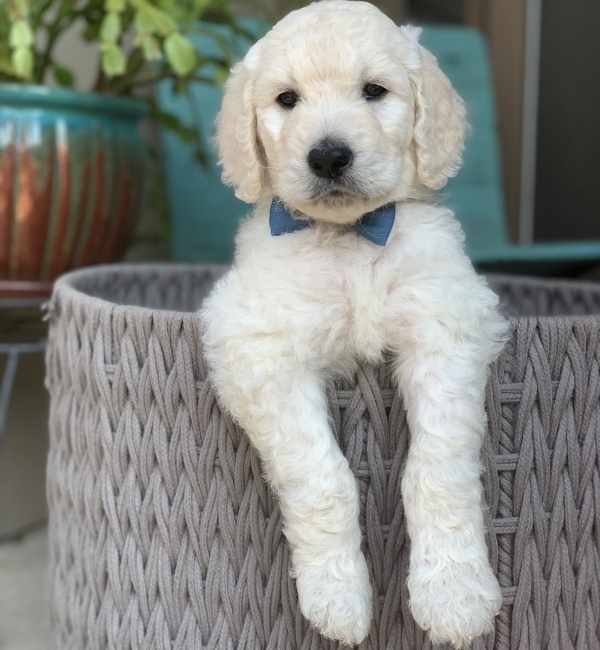 Goldendoodle from Southern Skies Doodles sitting in a basket.
