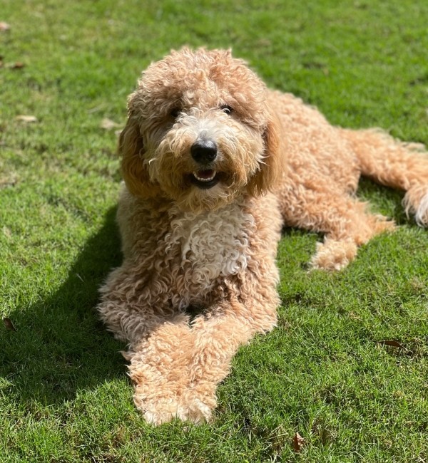 Millie Mae Goldendoodle from Southern Skies Doodles sitting on the grass.