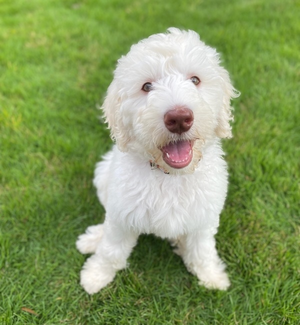 Goldendoodle from Southern Skies Doodles sitting on the grass.