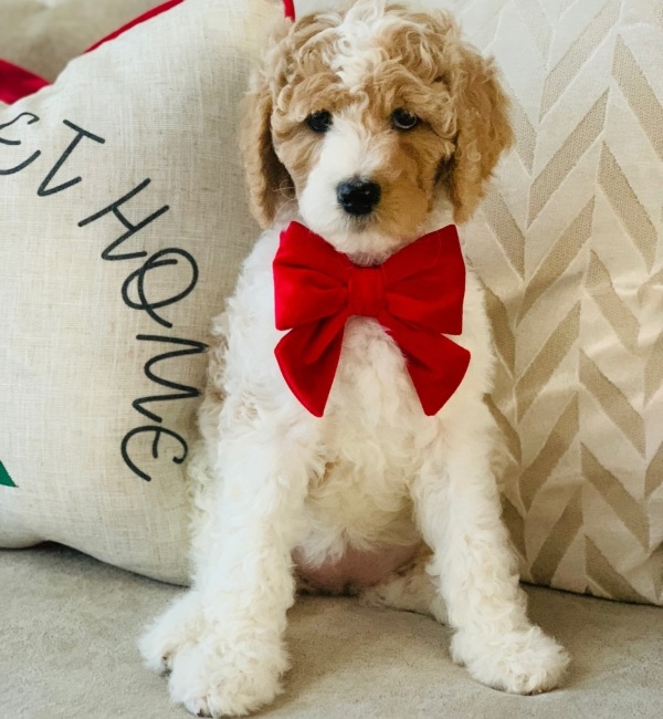 Goldendoodle from Southern Skies Doodles sitting on a couch.