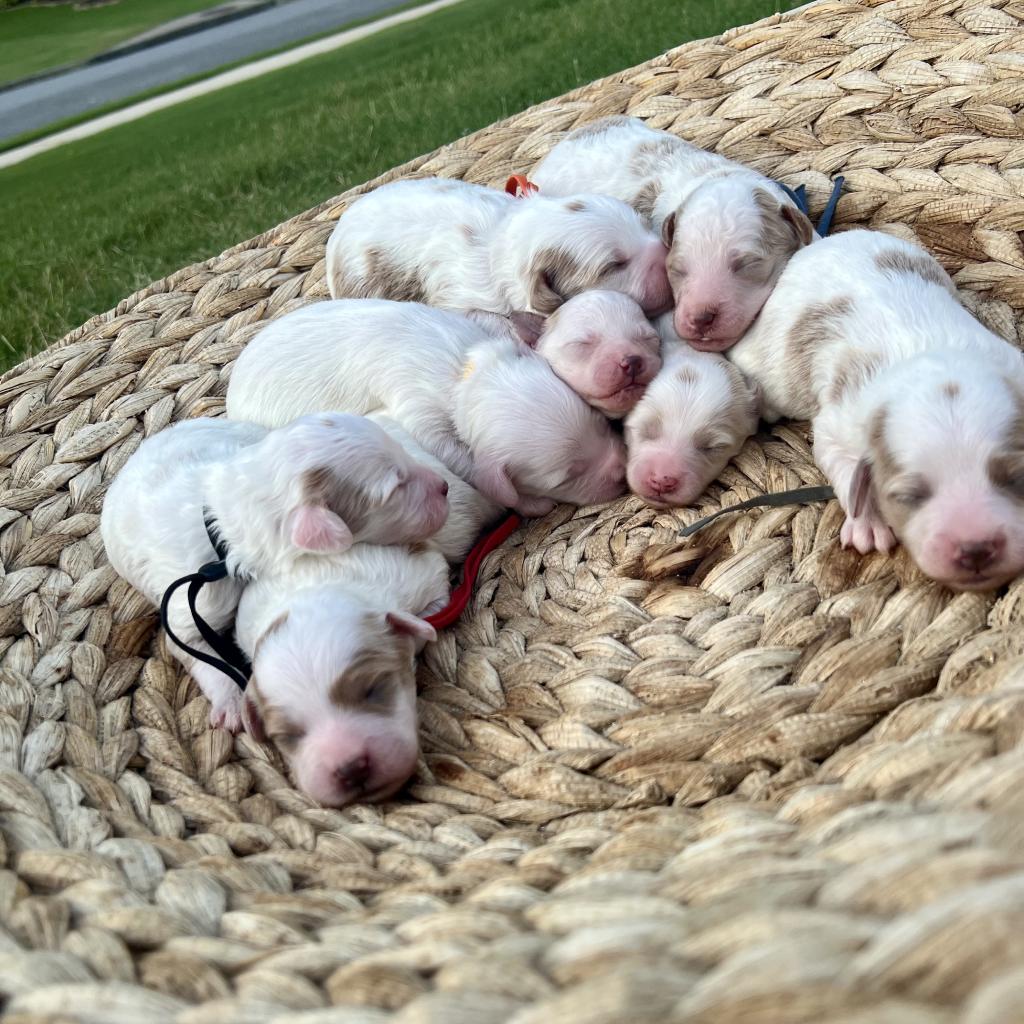 Southern Skies Doodles, Kelce Jo's litter
