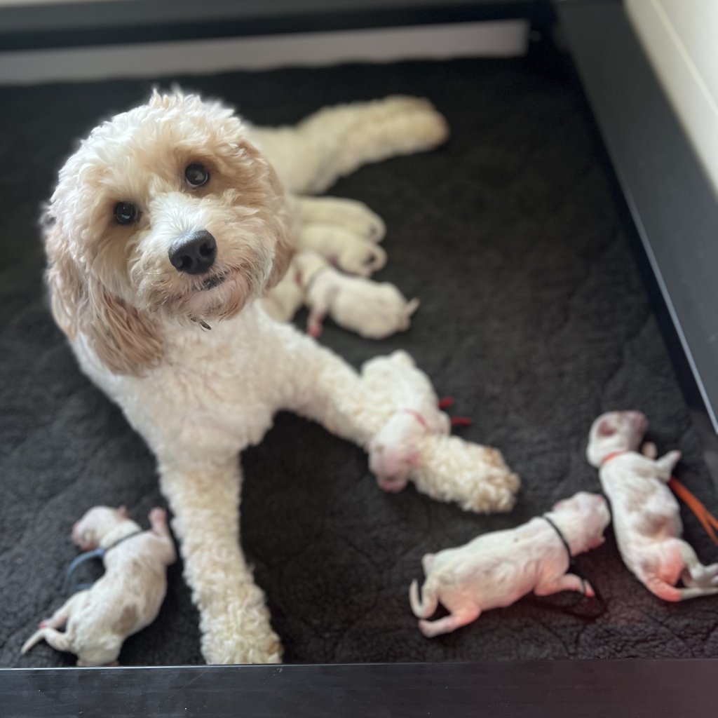 Southern Skies Doodles, Kelce Jo with her puppies