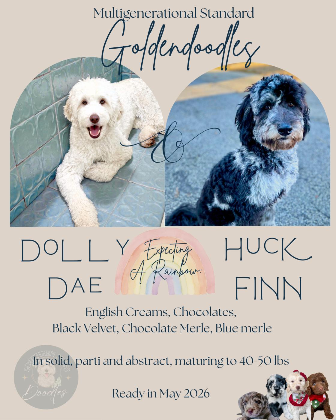 Litter announcement-1-May-2026-license-confirmed Goldalendoodle litter from Doll Dae and Huck Finn, English cream, chocolate, merle and blue merle puppies, ready May 2026