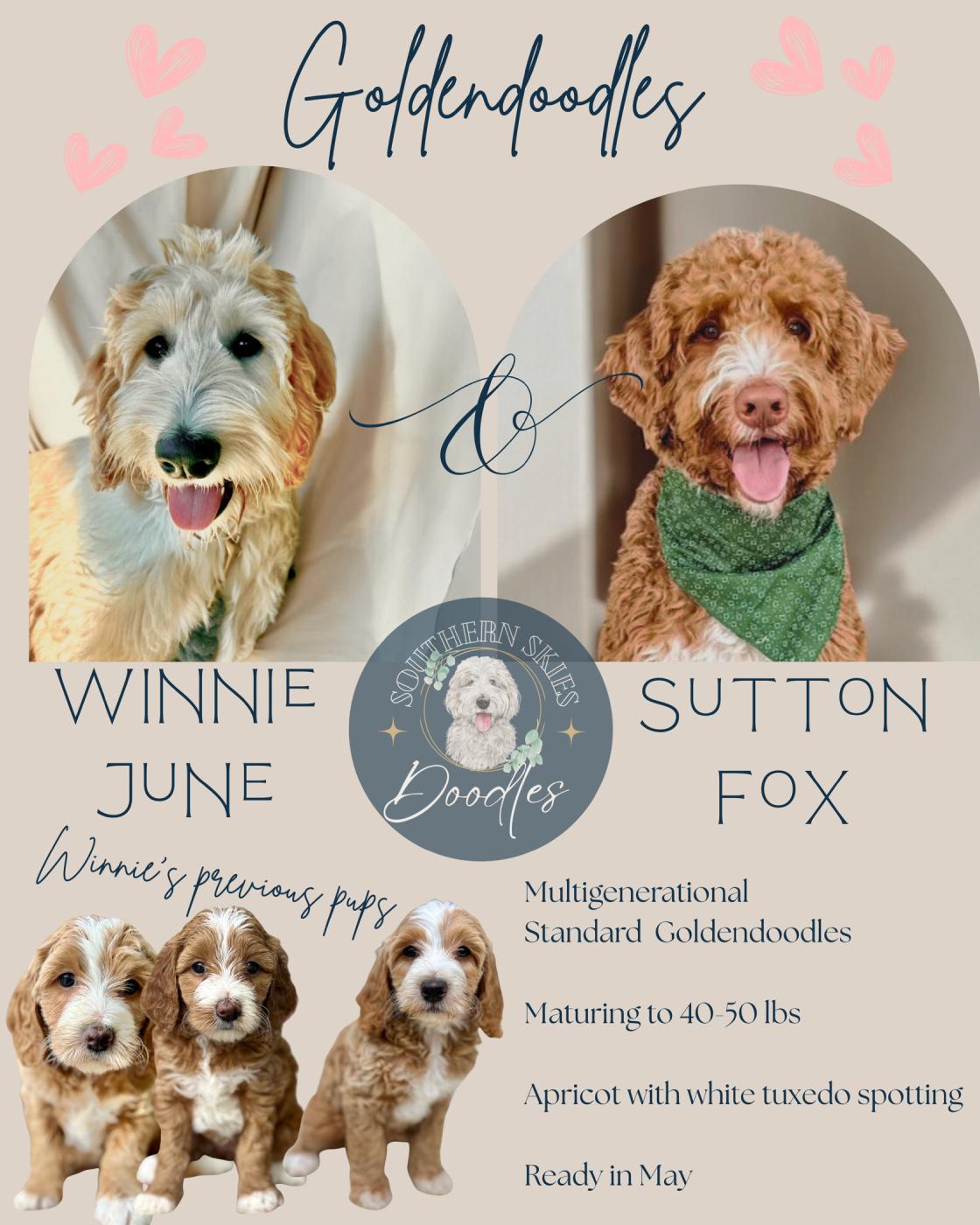 Litter announcement-2-May-2026-license-confirmed Multigenerational Standard Goldendoodle litter from Winnie June and Sutton Fox, apricot puppies maturing to 40–50 lbs, ready in May