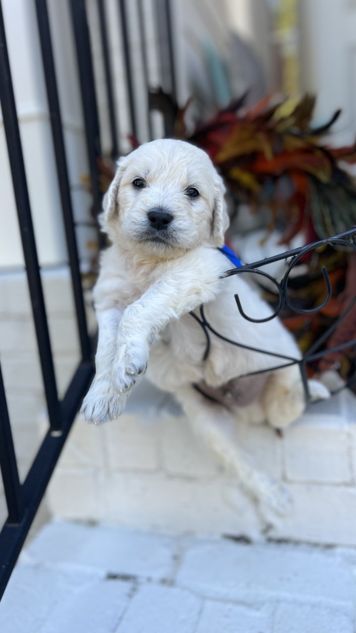 Milo the Mobility Support Service Dog