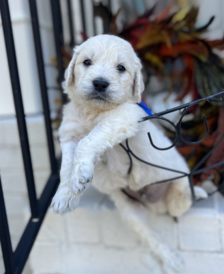 Milo-the-Mobility-Support-Service-Dog-puppy_license-confirmed Milo the Mobility Support Service Dog