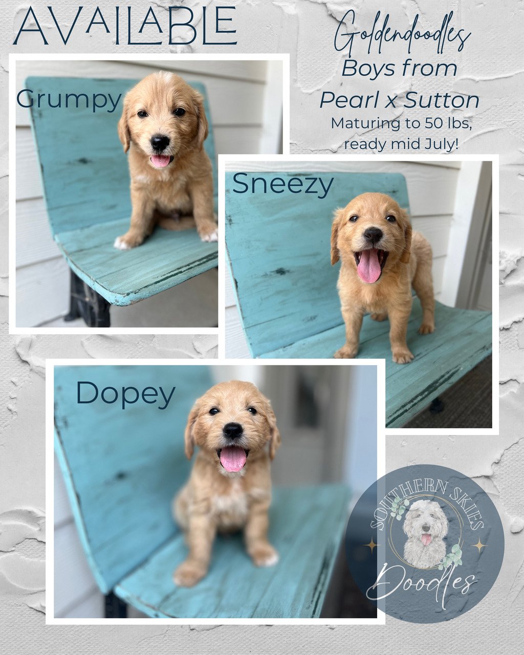 Available Goldendoodle boys from Pearl and Sutton’s litter – maturing to ~50 lbs, ready mid-July 2025.