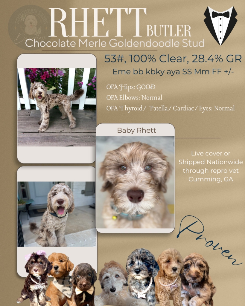 Rhett Butler flyer