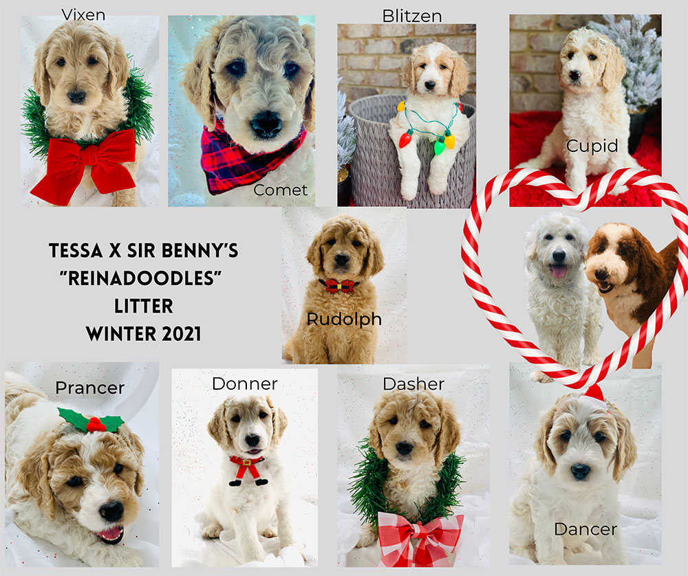 Southern Skies Doodles, Tessa and Benny's 'Reinadoodles' litter, Winter 2021