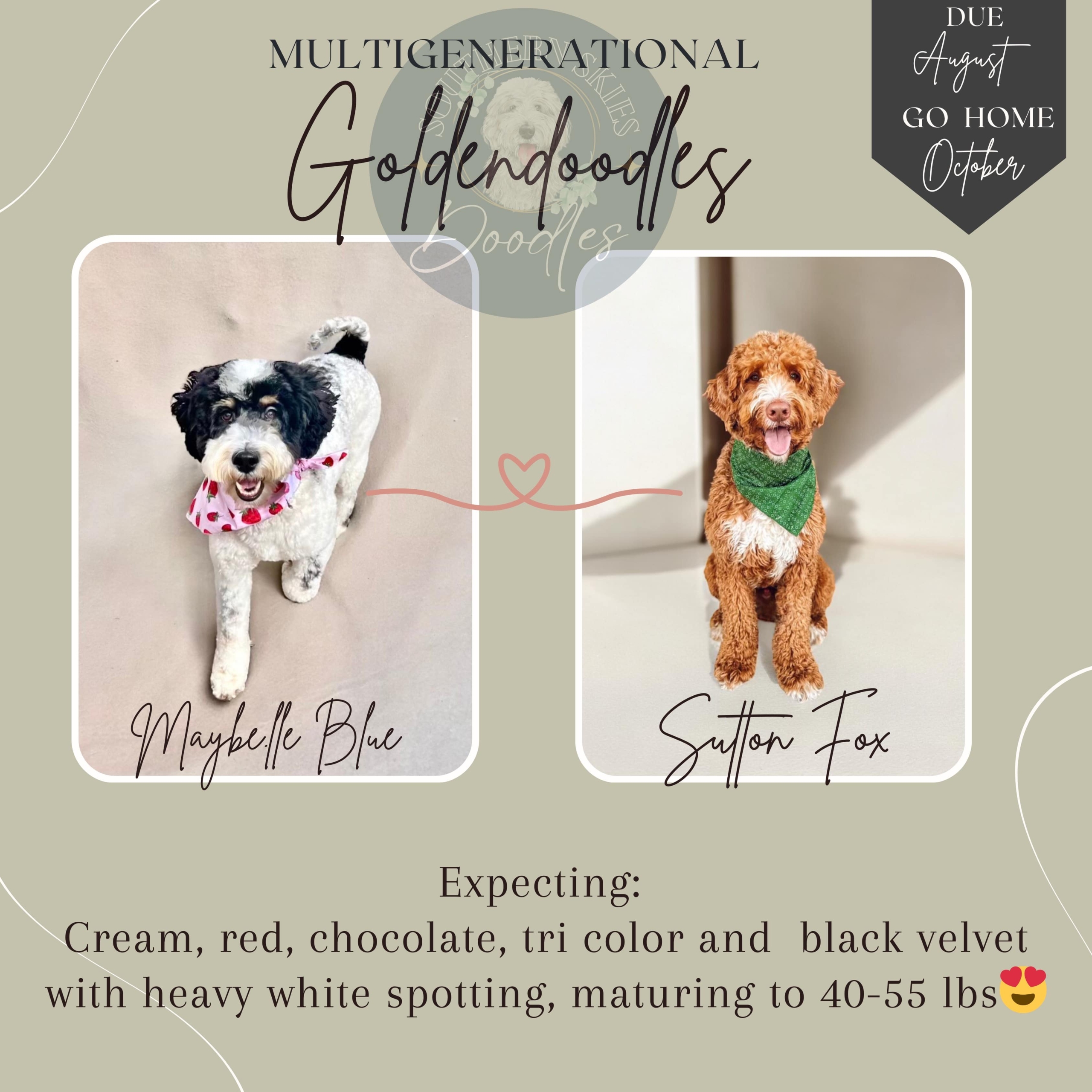 Multigenerational Goldendoodles Expecting: Cream, red, chocolate, tri color and black velvet with heavy white spotting, maturing 40-55 lbs