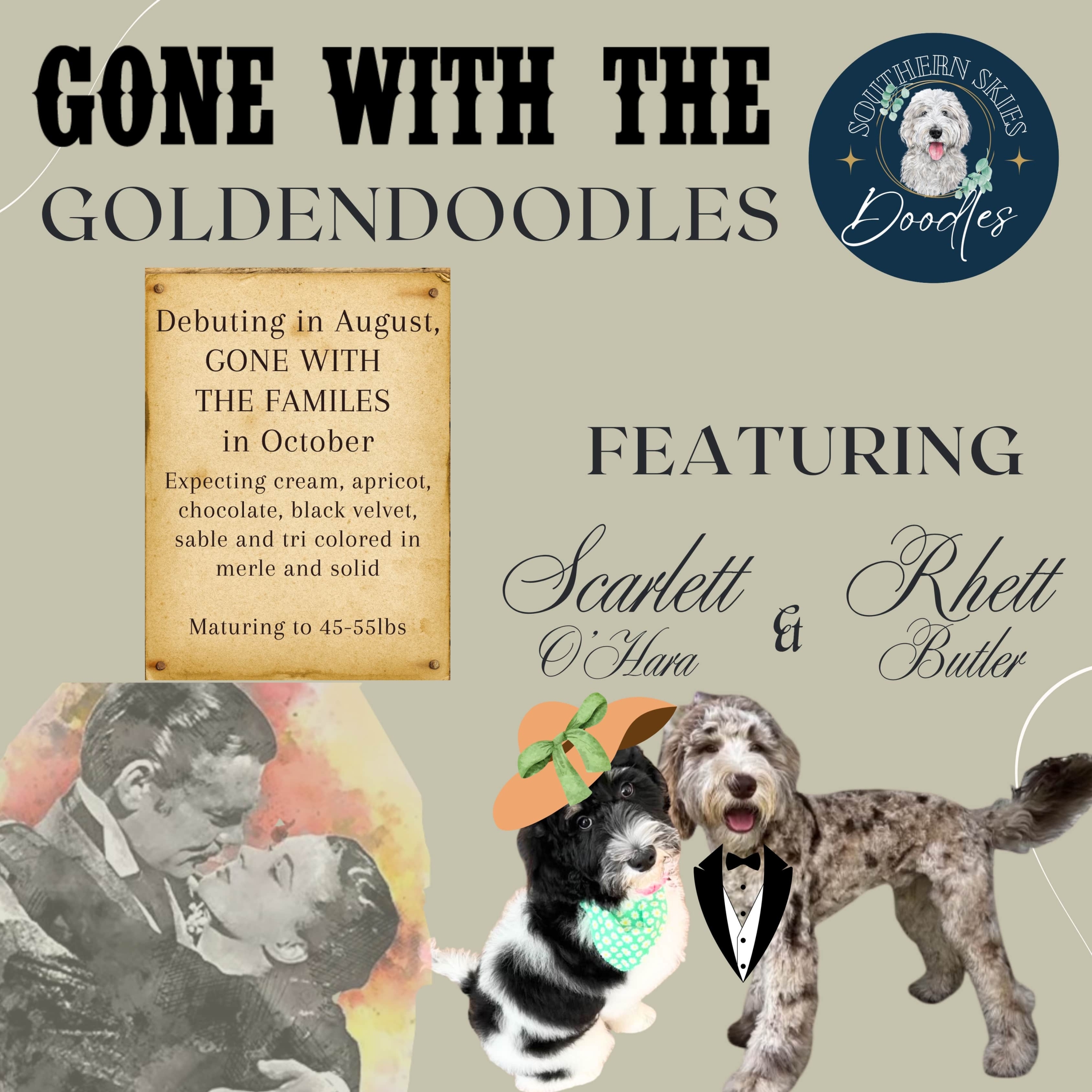 Gone with the Goldendoodles. Debuting in August, gone with the families in October Expecting cream, apricot, chocolate, black velvet, sable and tri colored in merle and solid. Maturing to 45-55 lbs