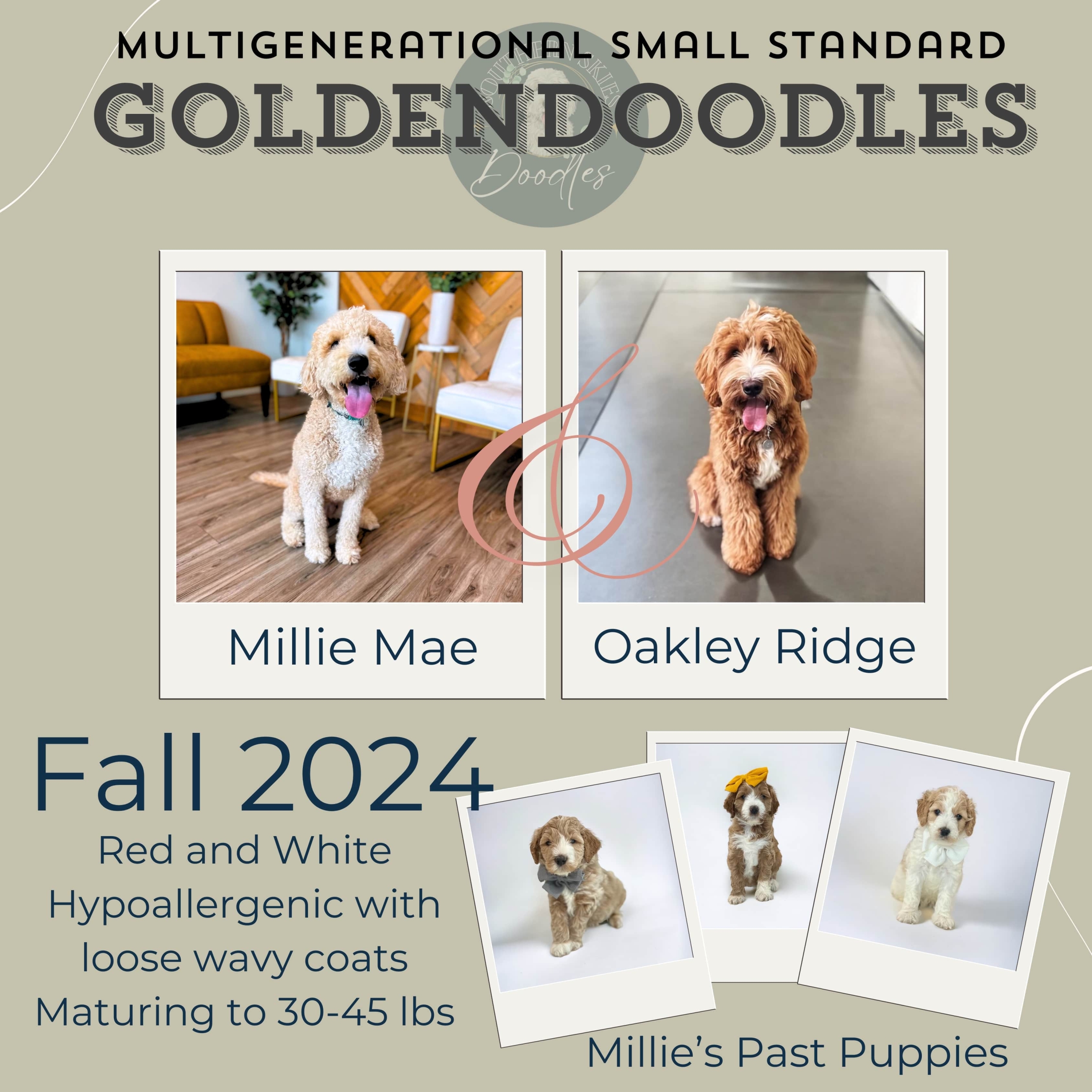 Multigenerational small standard Goldendoodles. Millie Mae and Oakley Ridge. Fall 2024 Red and White Hypoallergenic with loose wavy coasts. Maturing to 30-45 lbs