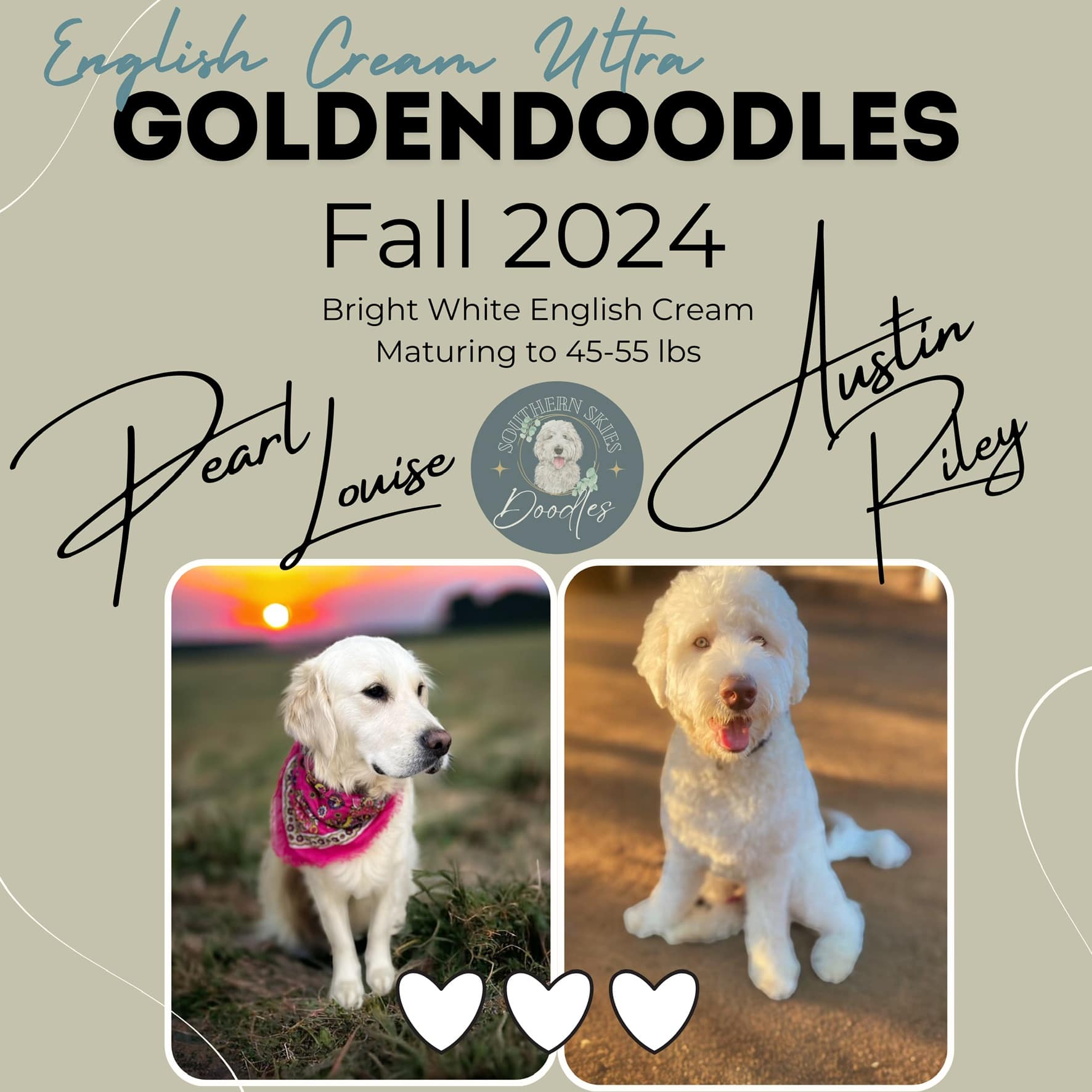 English Cream Ultra Goldendoodles Fall 2024. Bright White English Cream Maturing to 45-55 lbs. Pearl Louise and Austin Riley